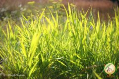 12-IMG_4299